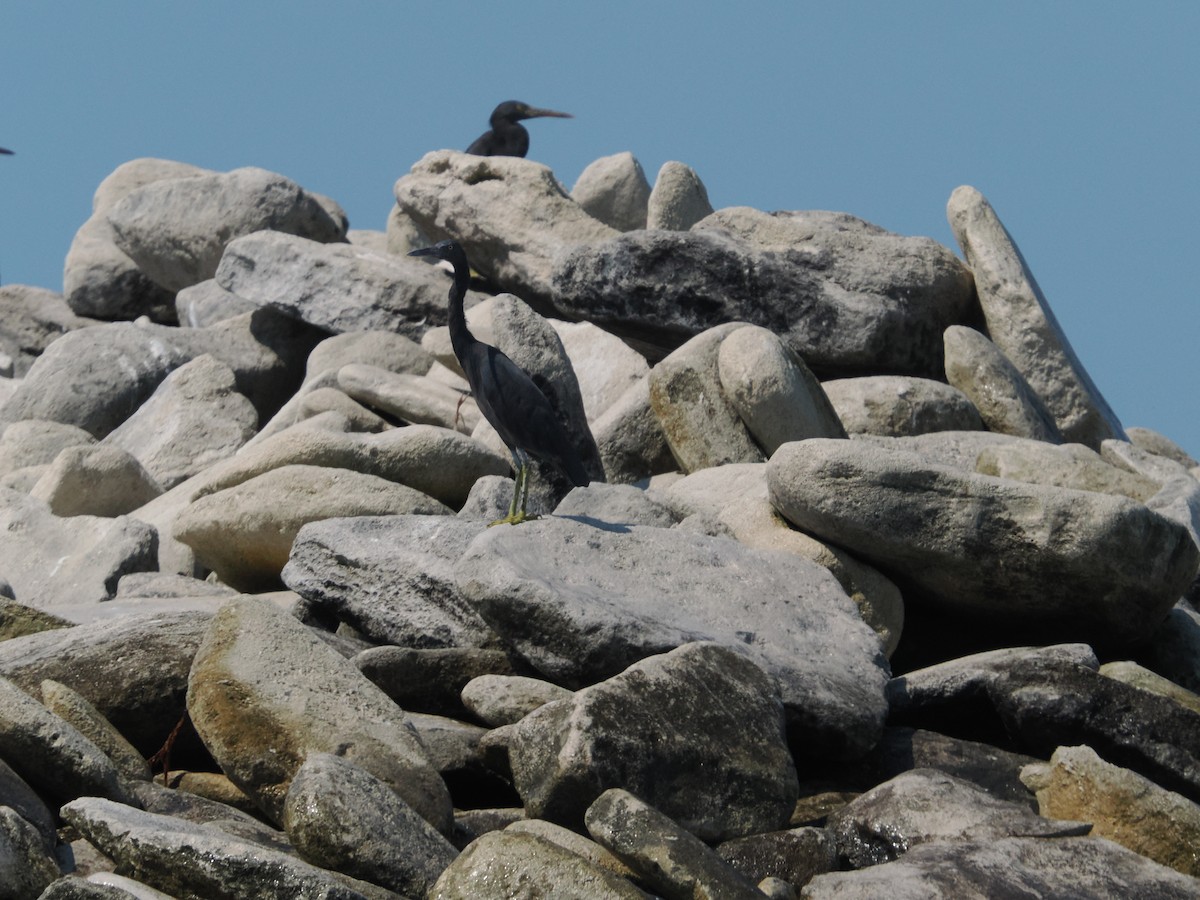 Pacific Reef-Heron - ML657181084