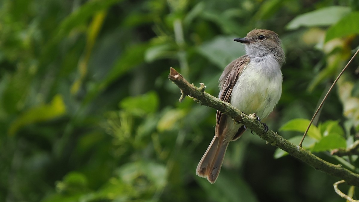 Galapagos Flycatcher - ML657181085