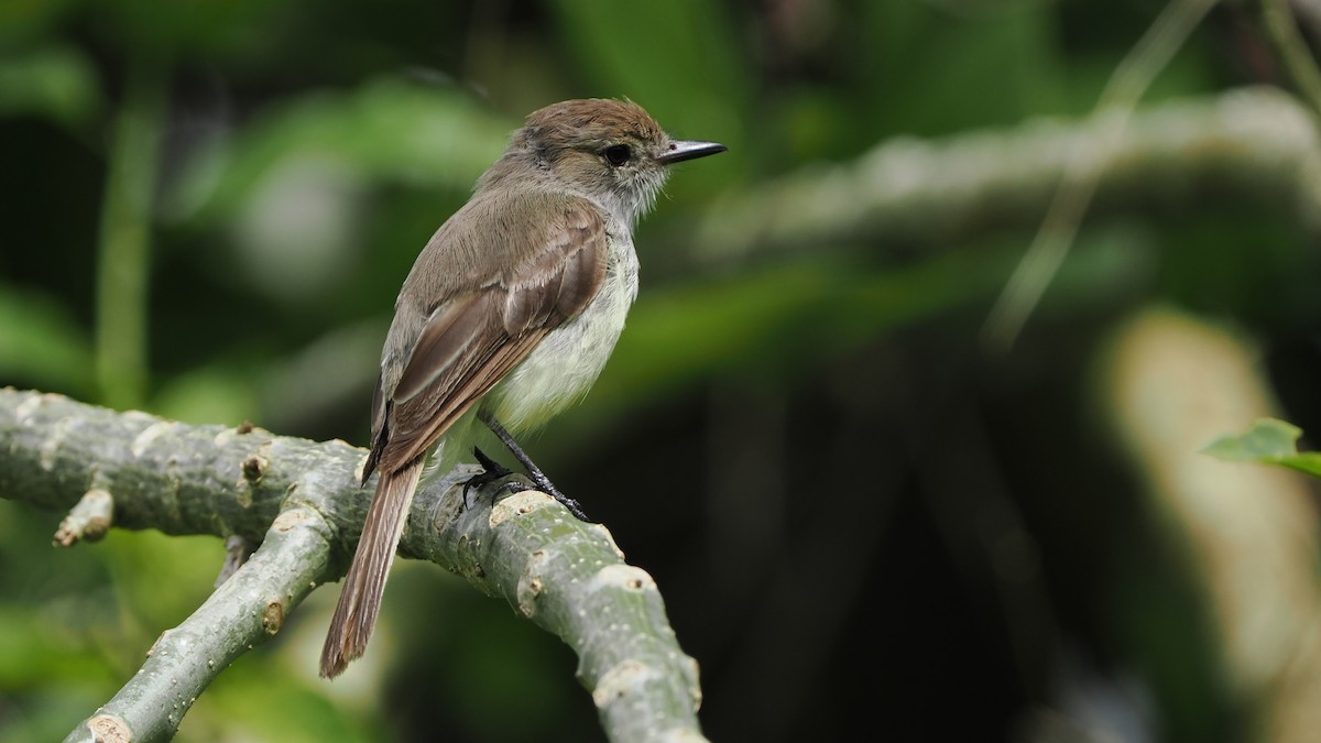Galapagos Flycatcher - ML657181086