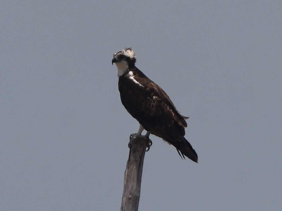 Falco pescatore - ML657181089