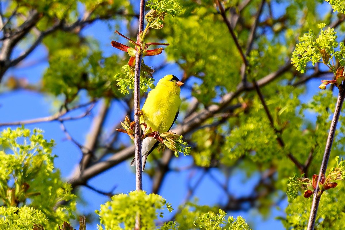American Goldfinch - ML657181090