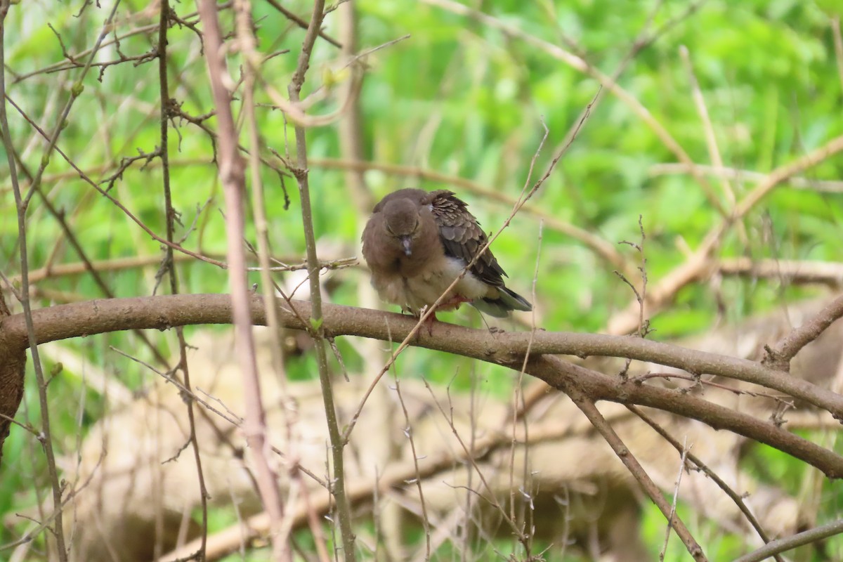 Mourning Dove - ML657181091