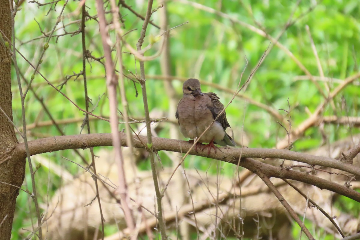 Mourning Dove - ML657181092