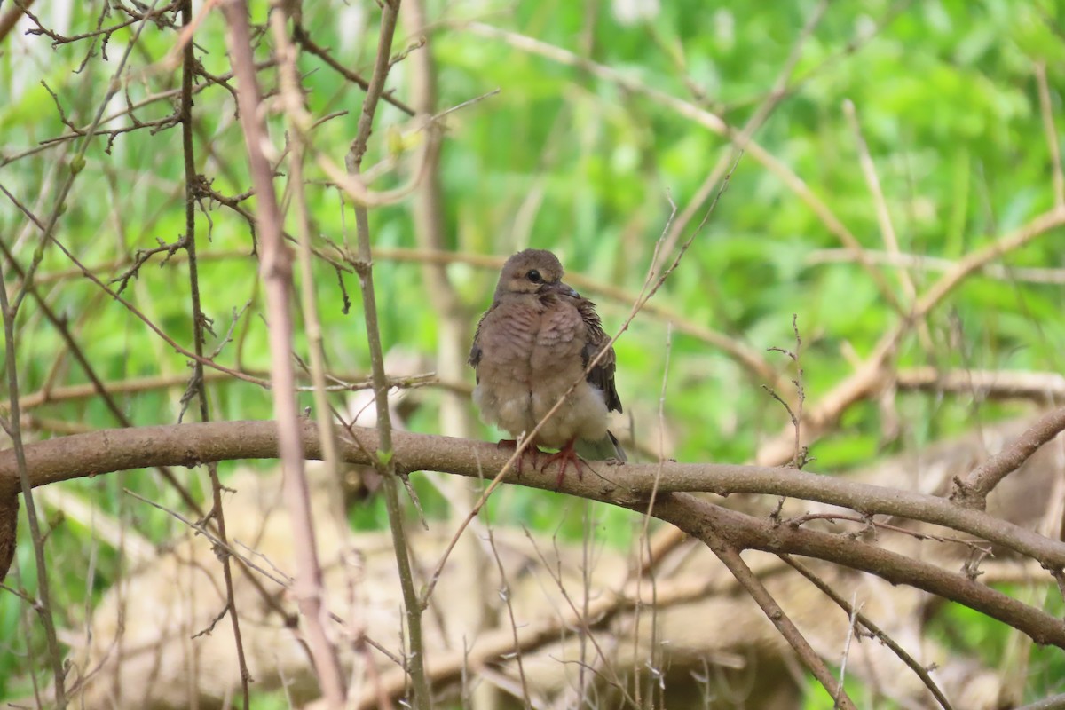 Mourning Dove - ML657181093