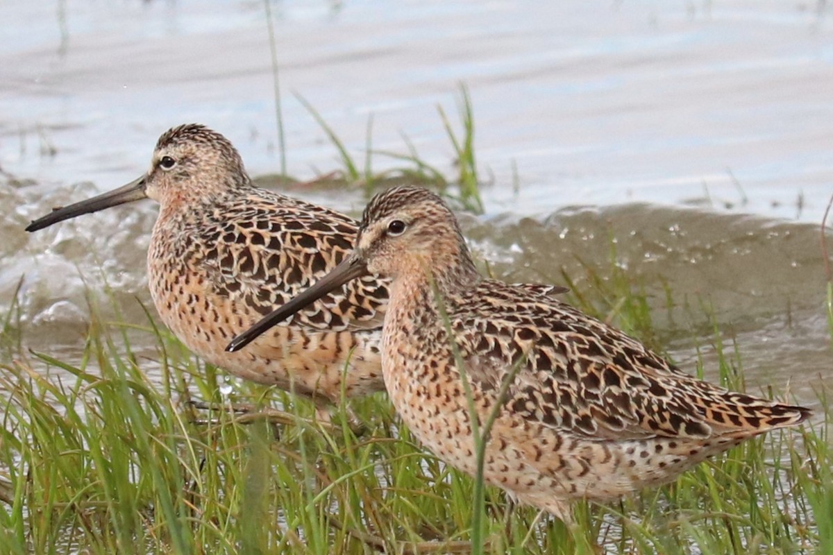 Short-billed Dowitcher - ML657181094