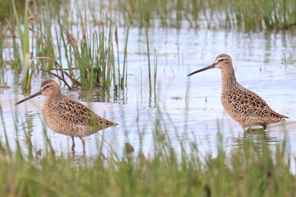 Short-billed Dowitcher - ML657181095