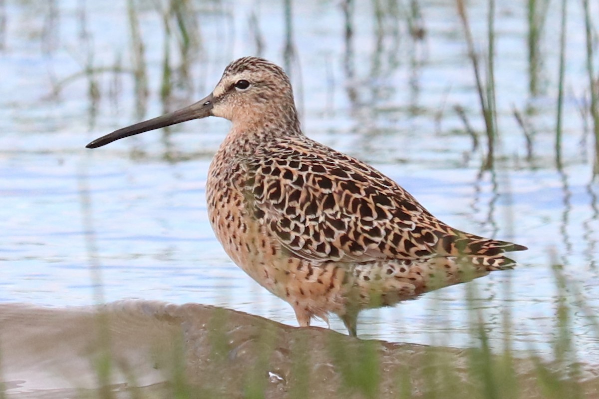 Short-billed Dowitcher - ML657181096