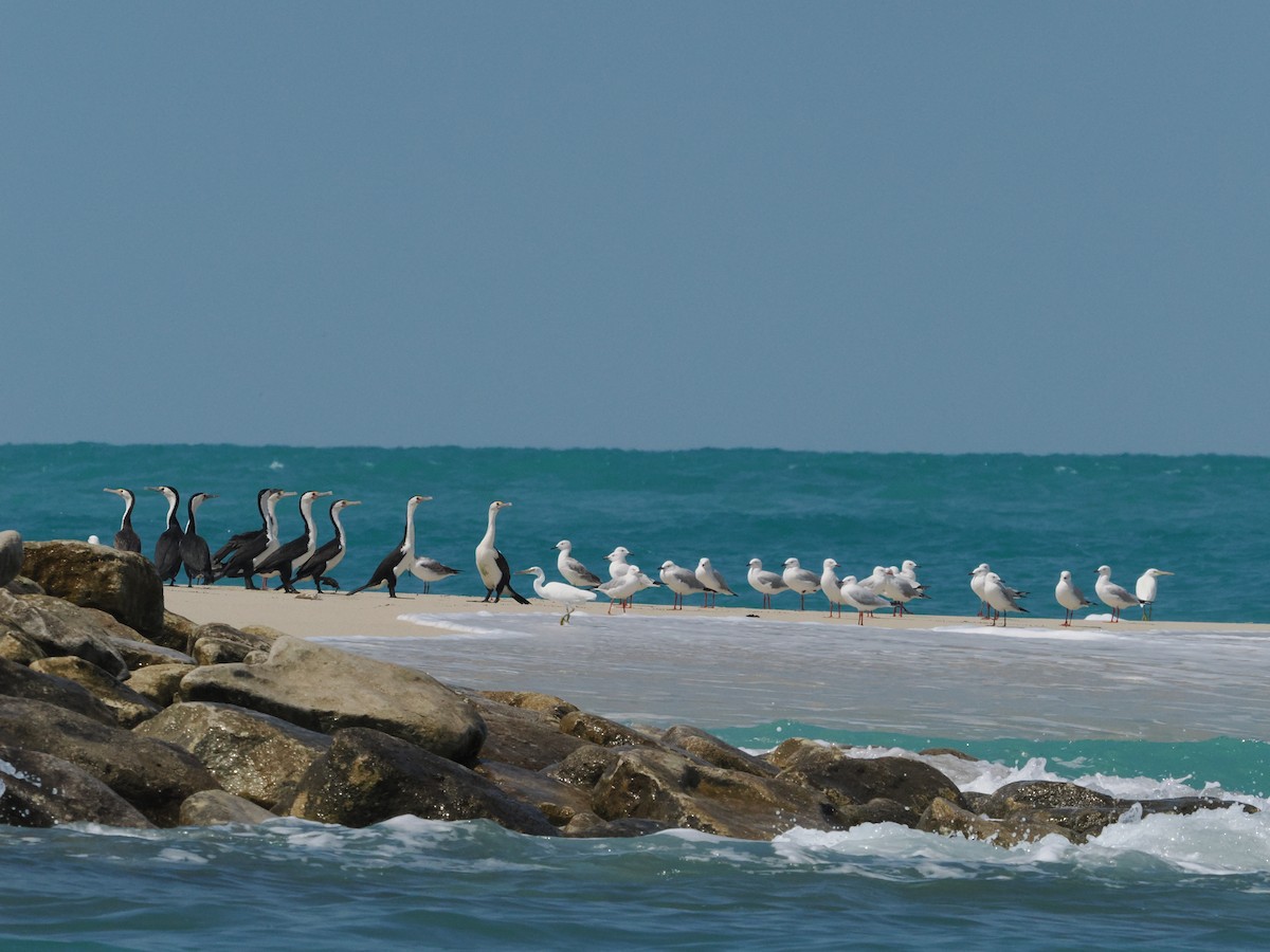 Silver Gull - ML657181097