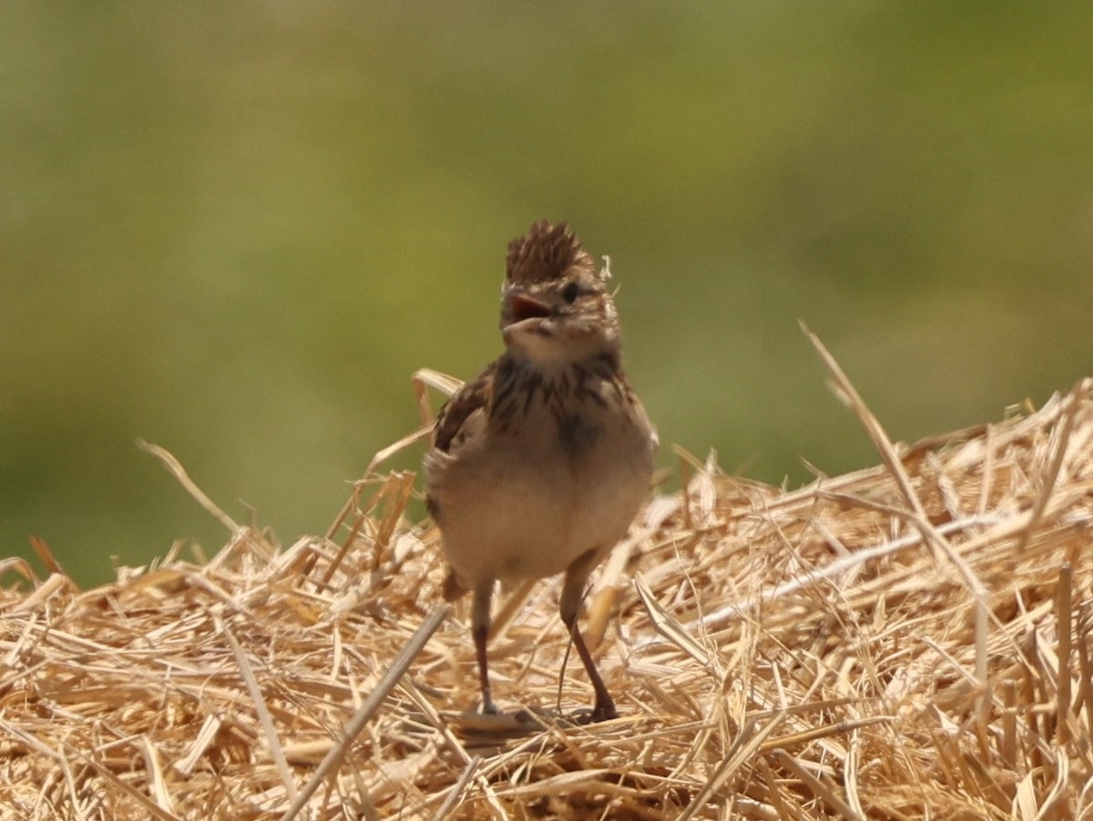 Oriental Skylark - ML657181098