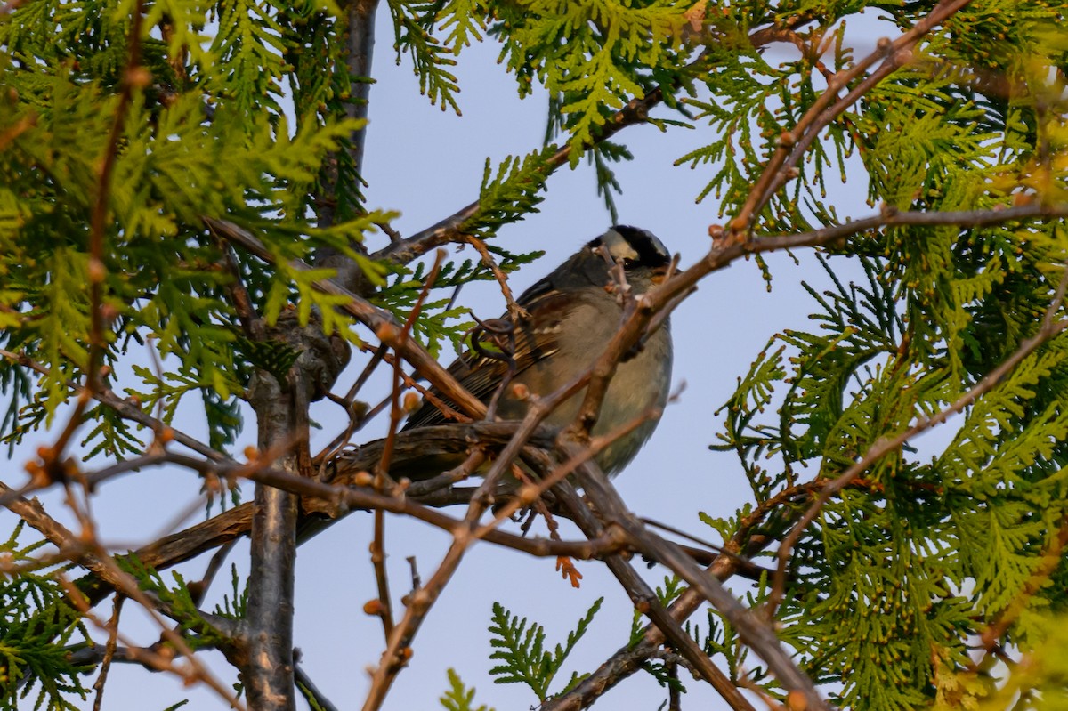White-crowned Sparrow - ML657181099