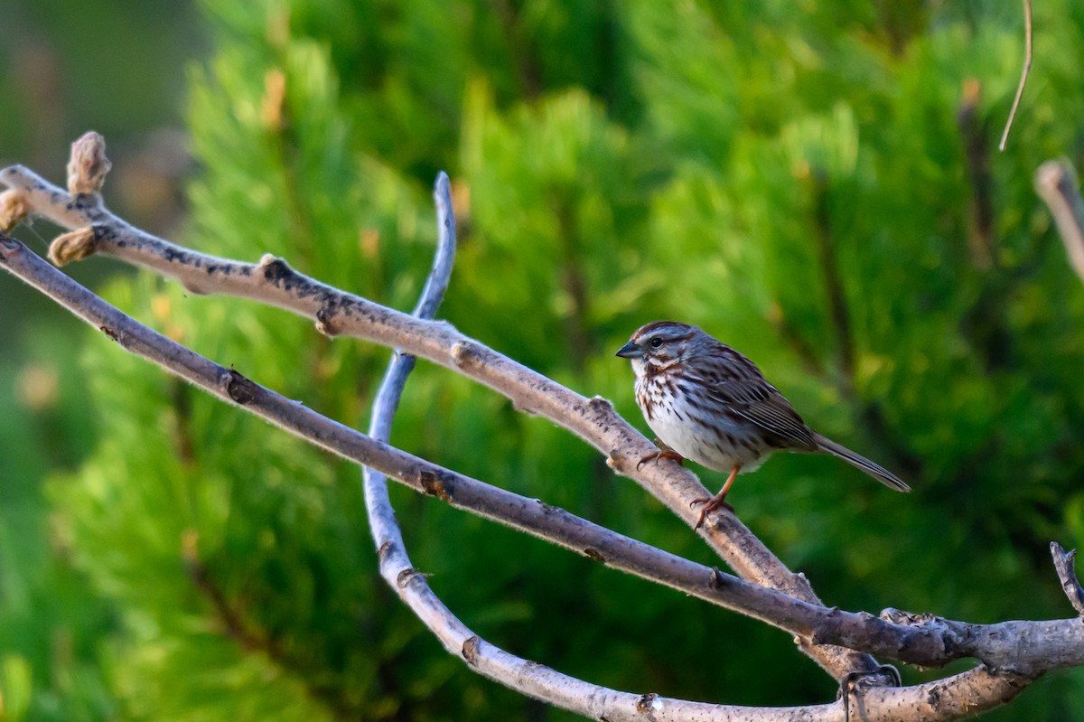 Song Sparrow - ML657181101