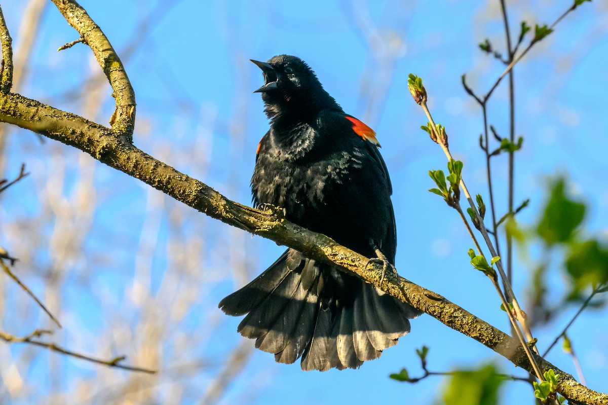 Red-winged Blackbird - ML657181106