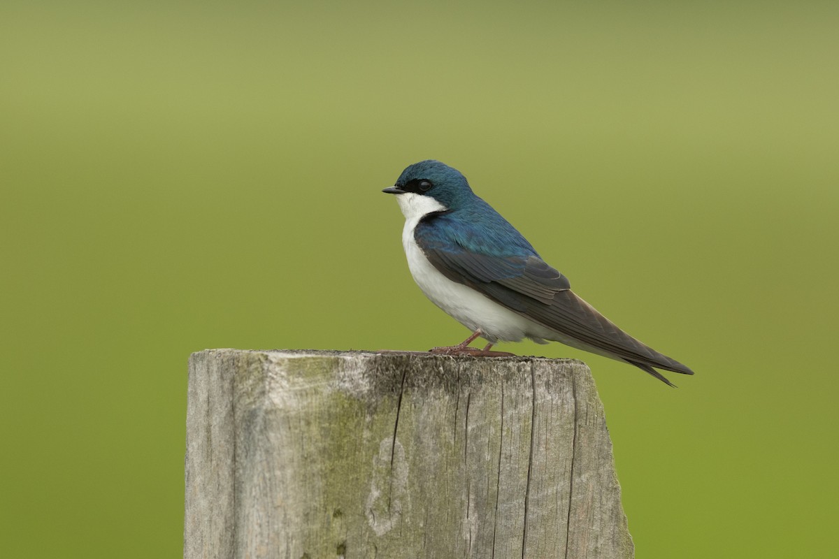 Tree Swallow - ML657181107