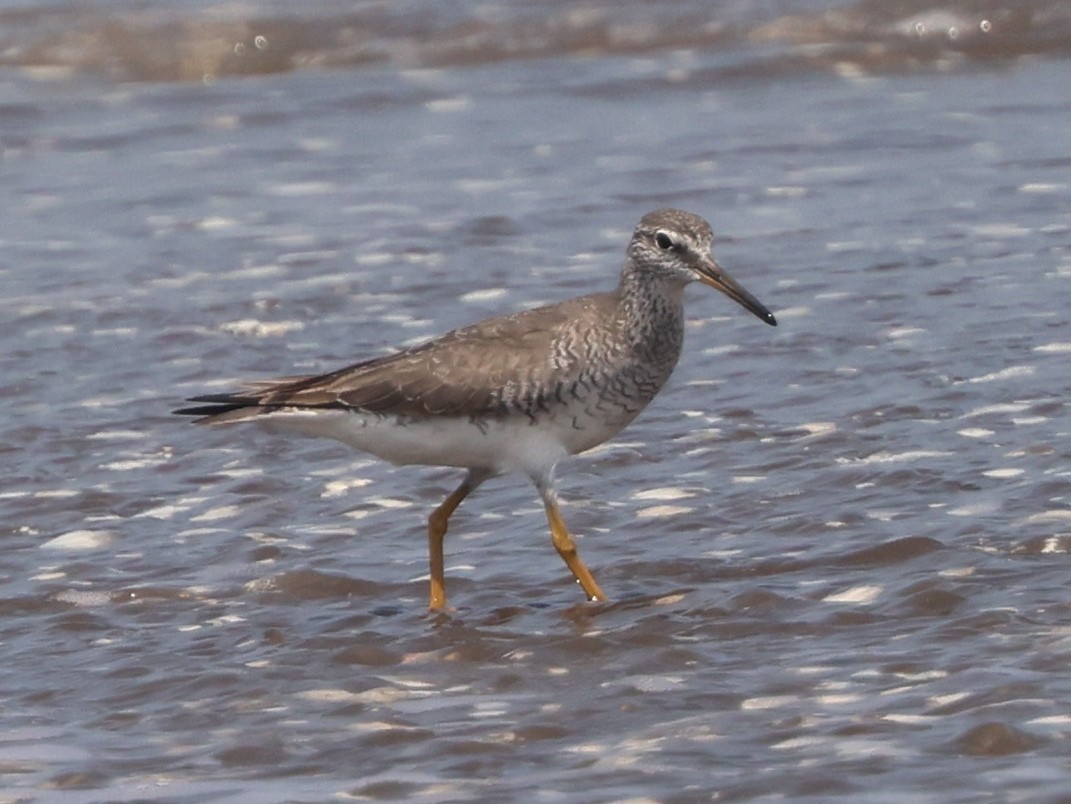 Gray-tailed Tattler - ML657181108