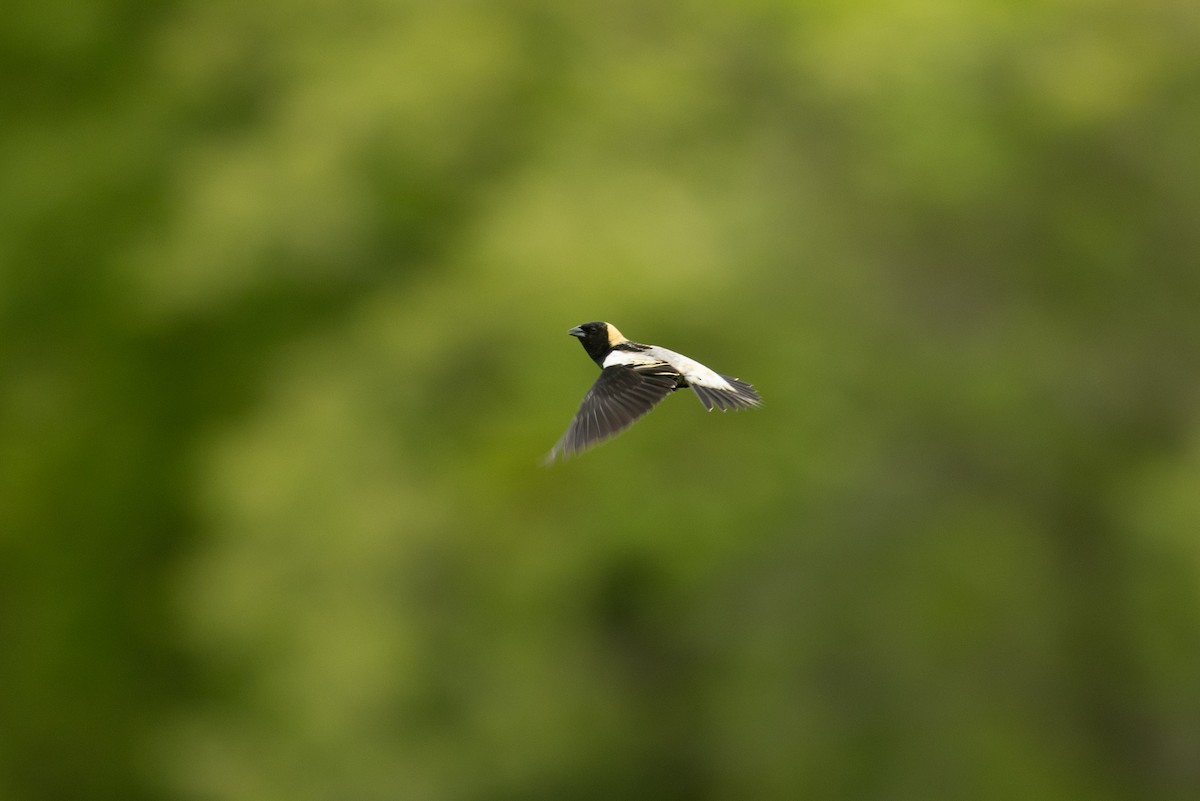 Bobolink - ML657181110