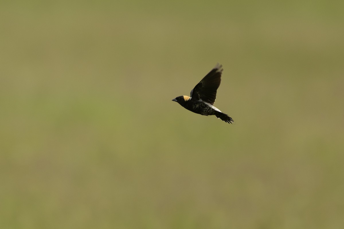 Bobolink - ML657181111