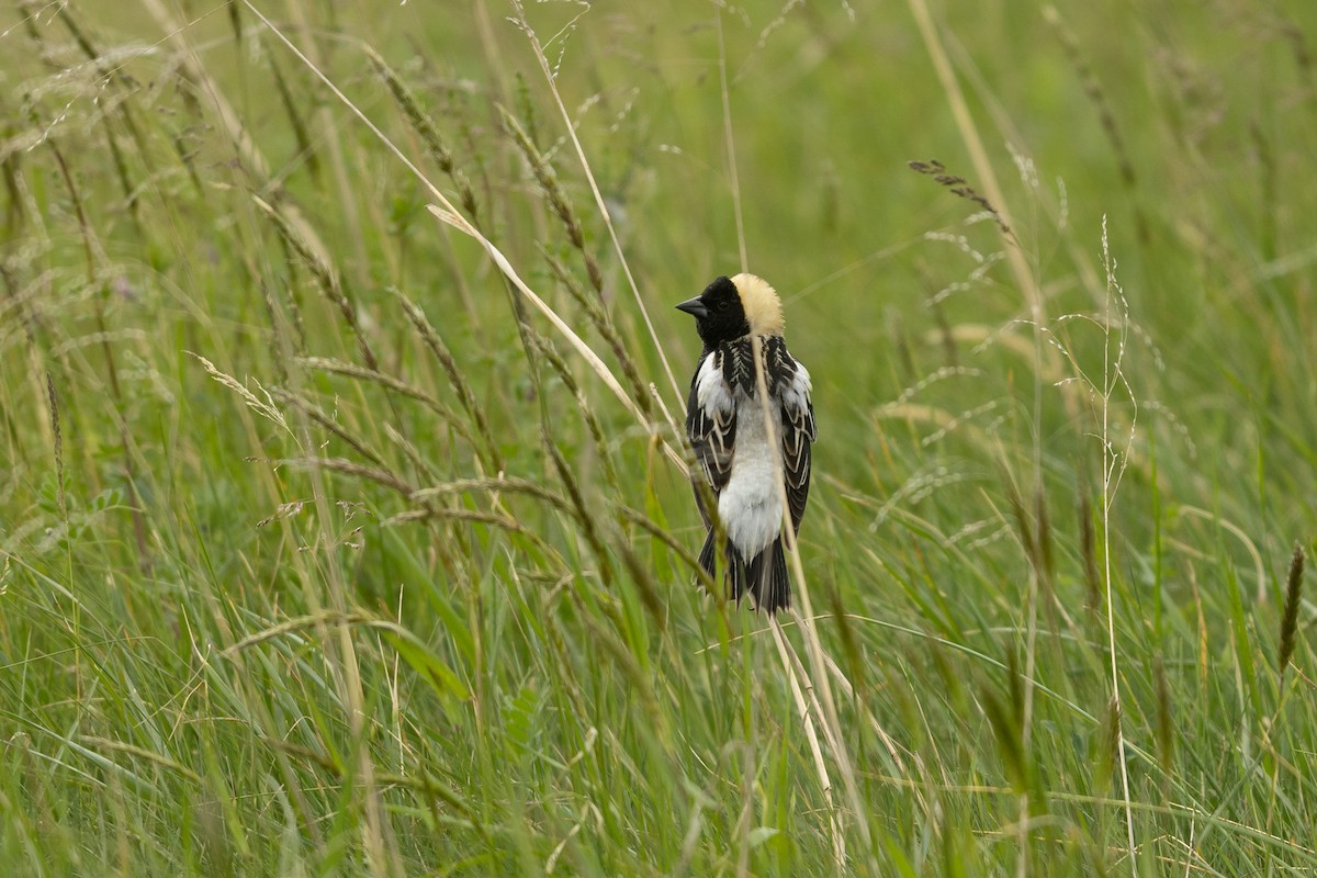 Bobolink - ML657181112