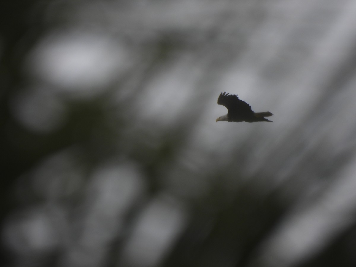 Bald Eagle - ML657181113