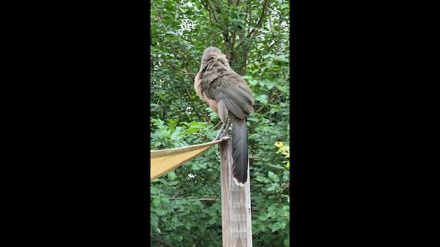 Plain Chachalaca - ML657181460