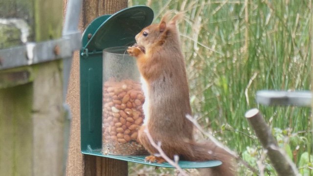 Eurasian Red Squirrel - ML657181604