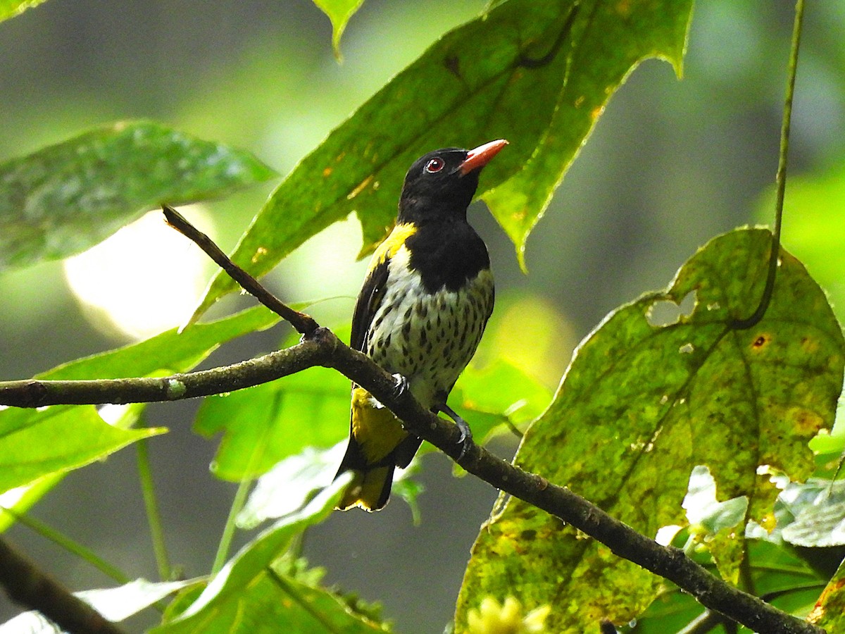 Dark-throated Oriole - ML657181772