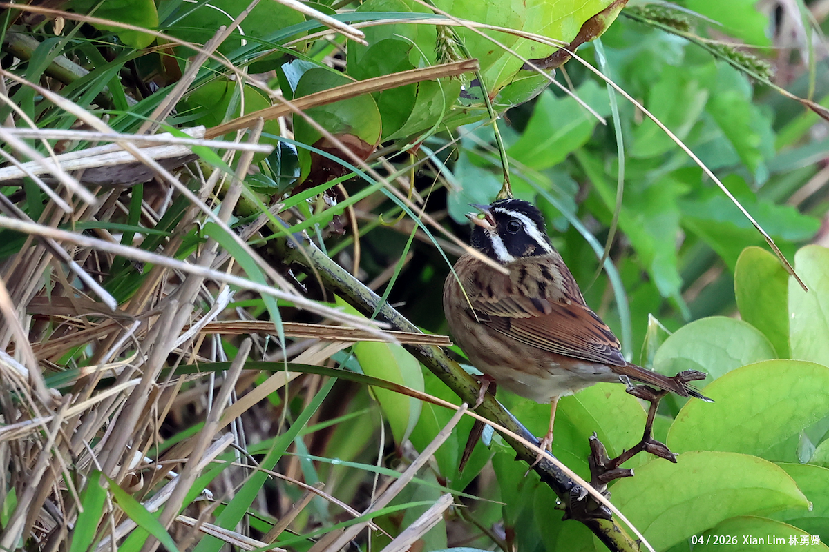 Tristram's Bunting - ML657181954