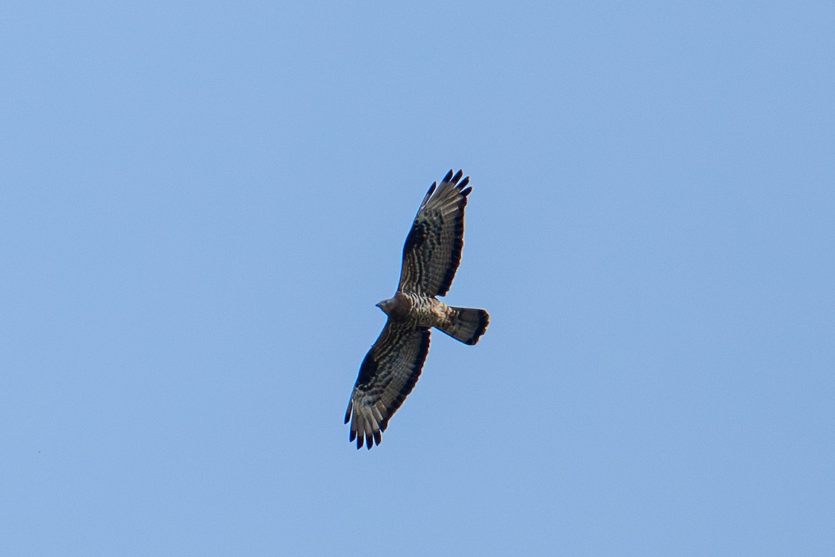 European Honey-buzzard - ML657182855