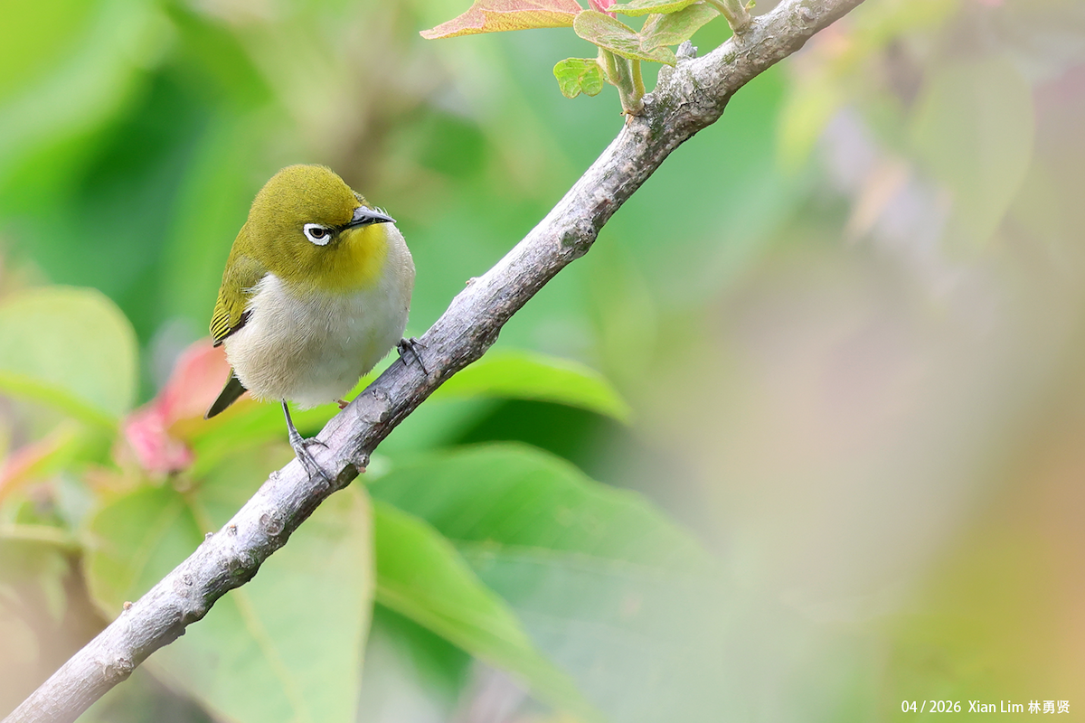 Swinhoe's White-eye - ML657183402