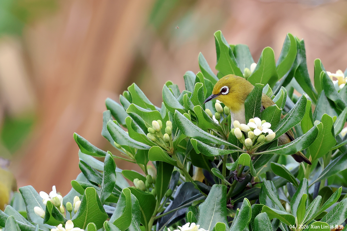 Swinhoe's White-eye - ML657183403