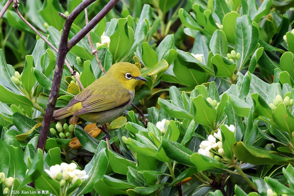 Swinhoe's White-eye - ML657183404