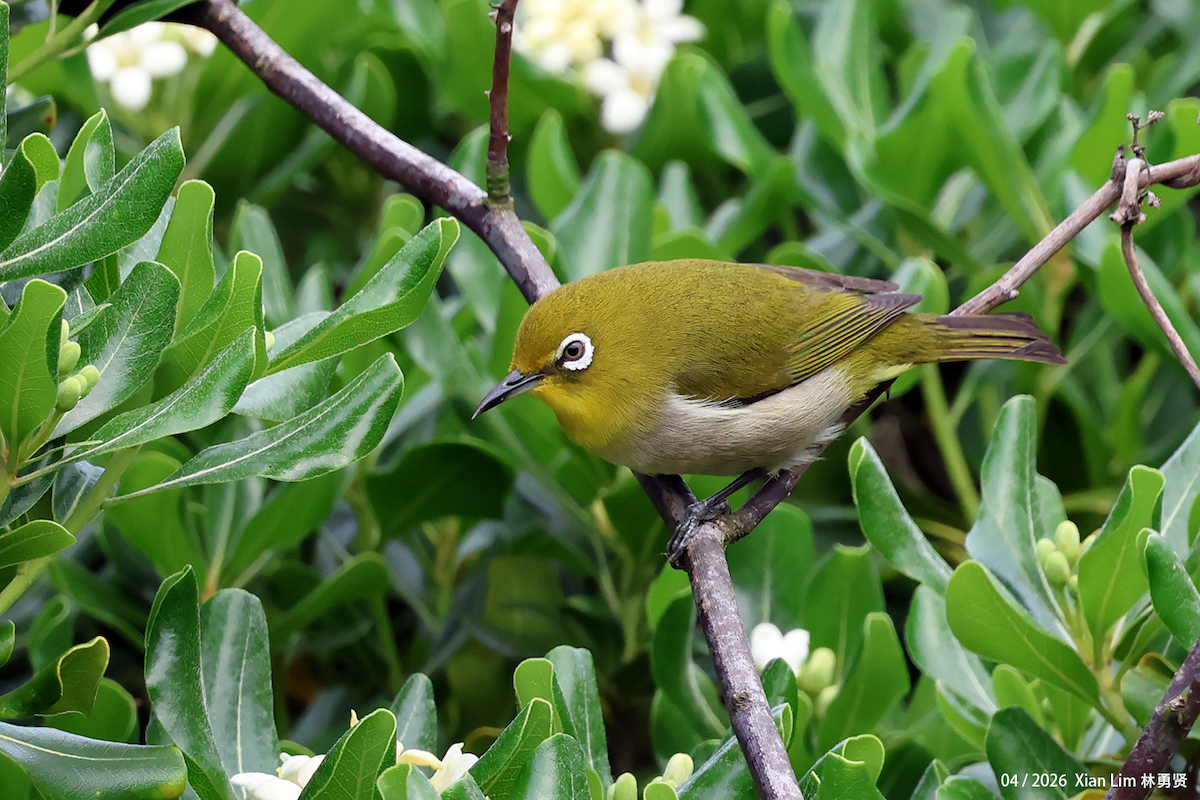 Swinhoe's White-eye - ML657183405