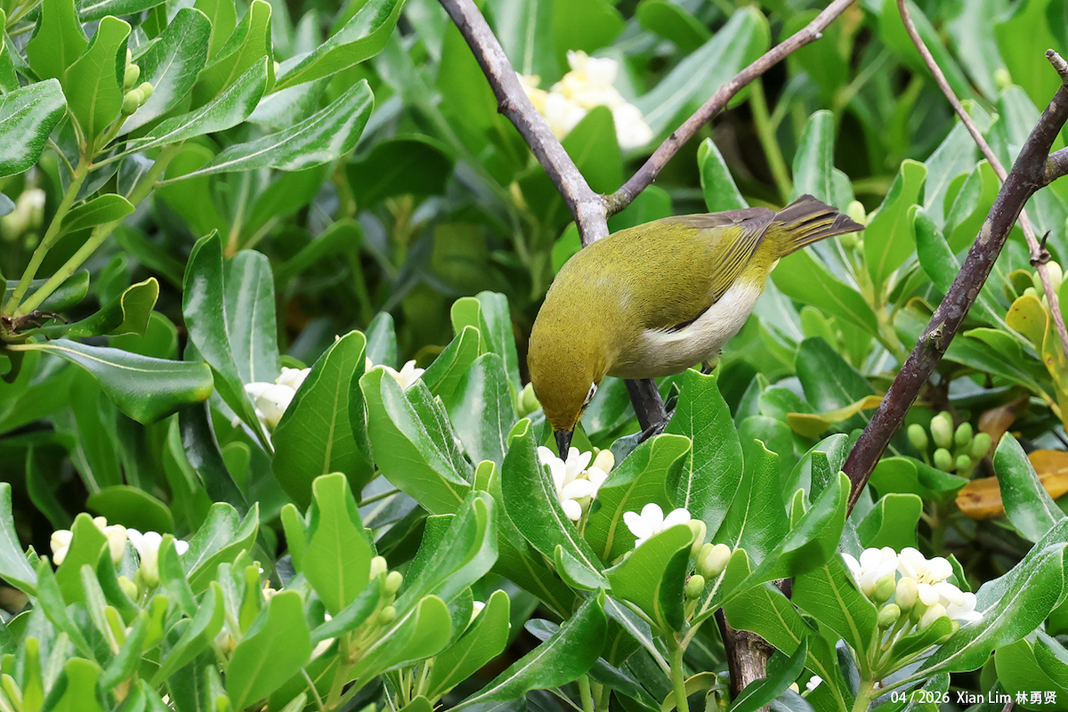 Swinhoe's White-eye - ML657183406