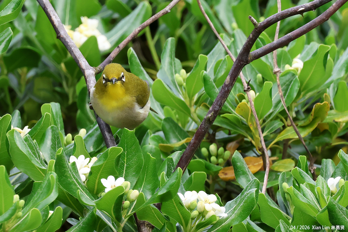 Swinhoe's White-eye - ML657183407