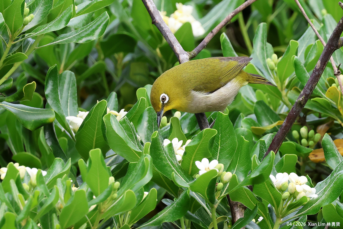 Swinhoe's White-eye - ML657183408