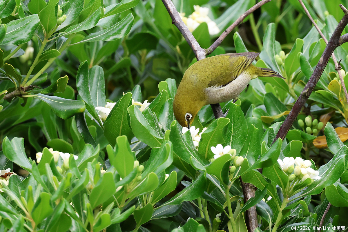 Swinhoe's White-eye - ML657183409