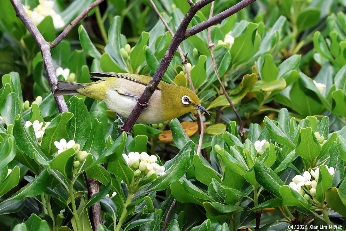 Swinhoe's White-eye - ML657183410