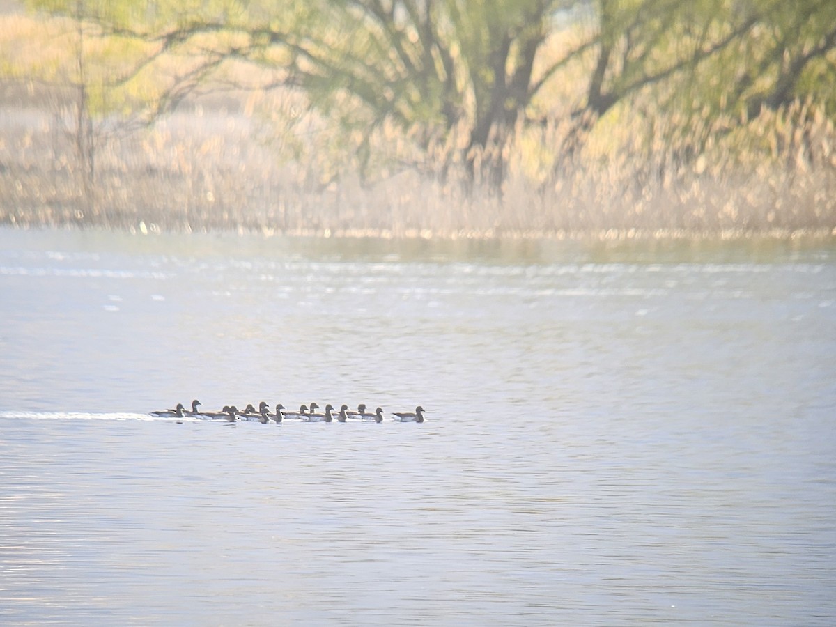 Branta musubeltza - ML657183736
