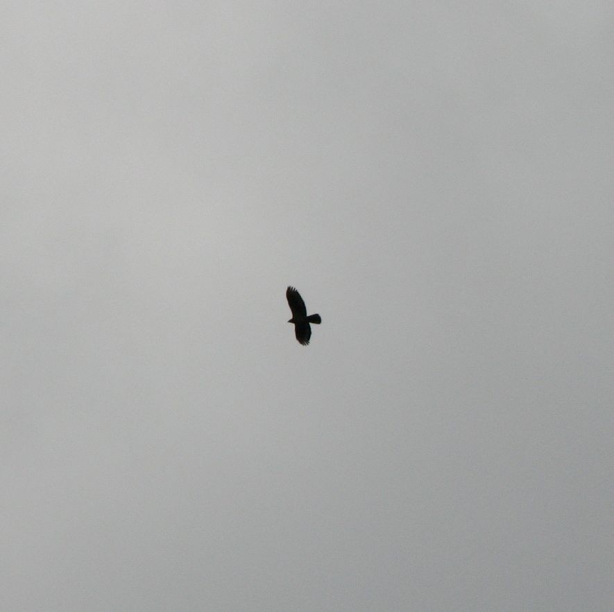 European Honey-buzzard - ML657184197