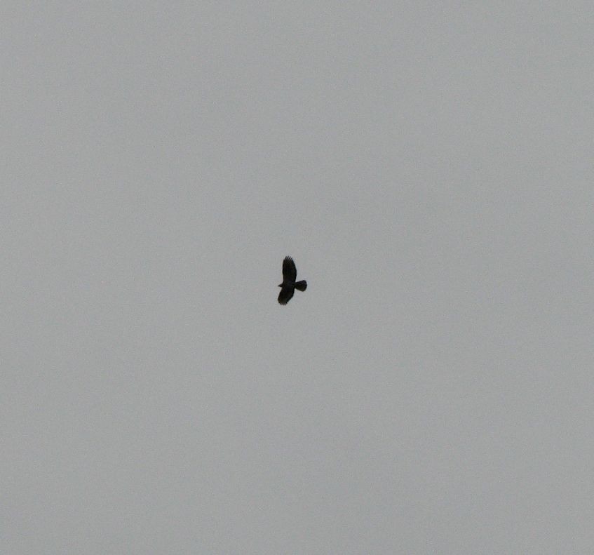 European Honey-buzzard - ML657184198