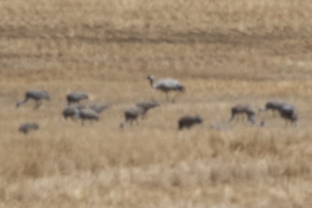 灰鶴 - ML657186188