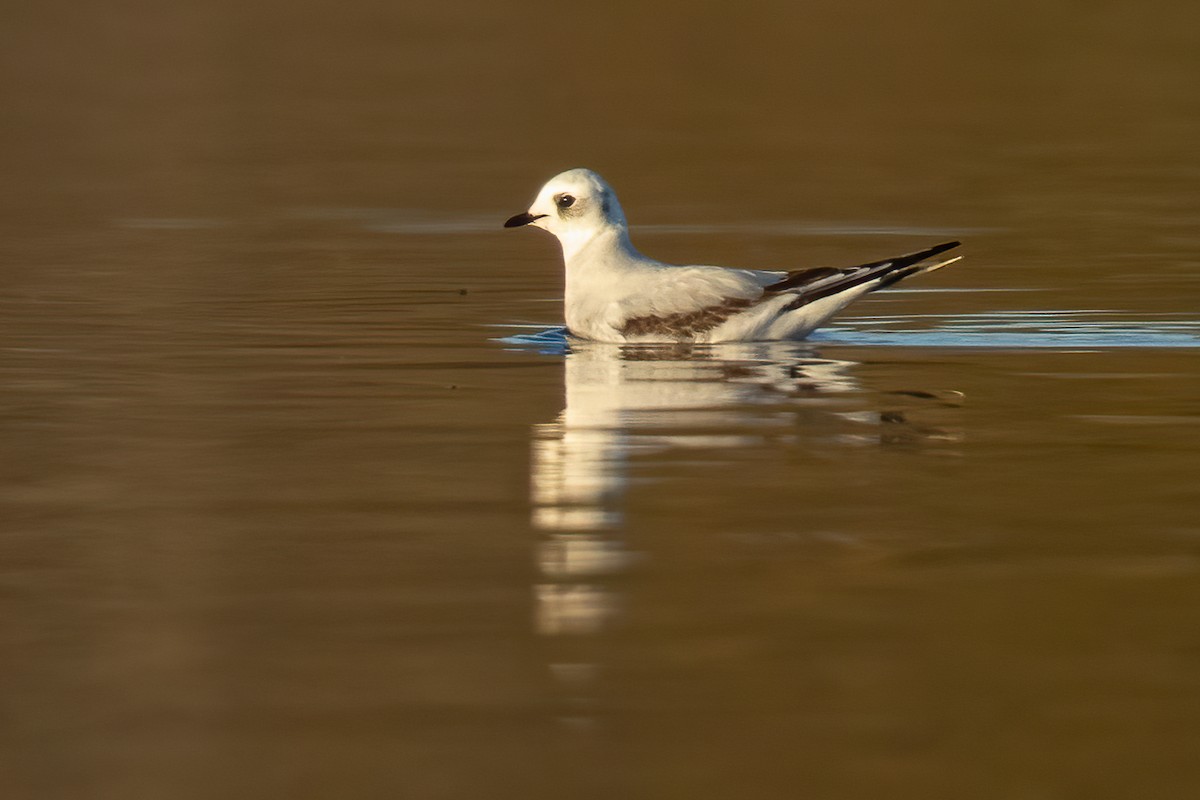 Ross's Gull - ML657186236