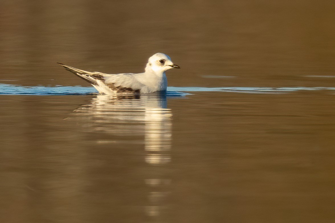 Ross's Gull - ML657186237