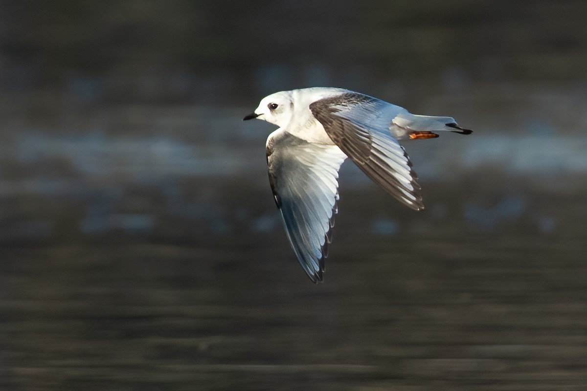 Ross's Gull - ML657186238