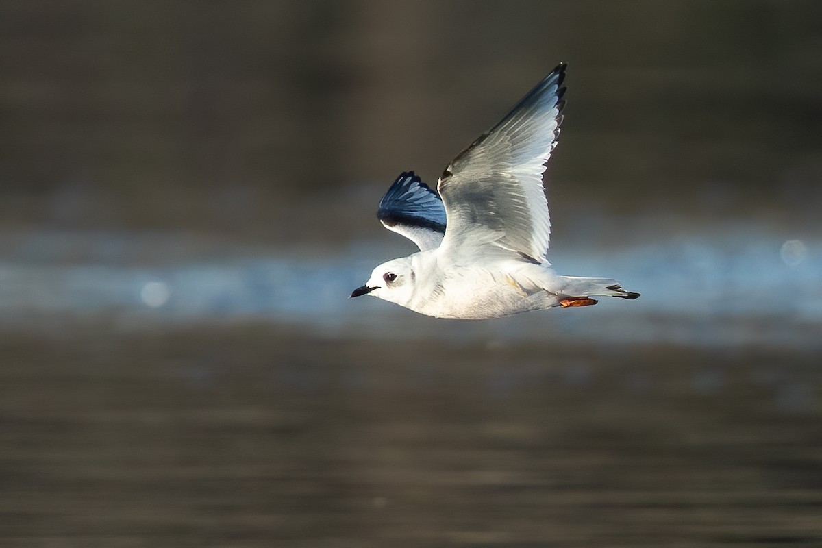 Ross's Gull - ML657186239
