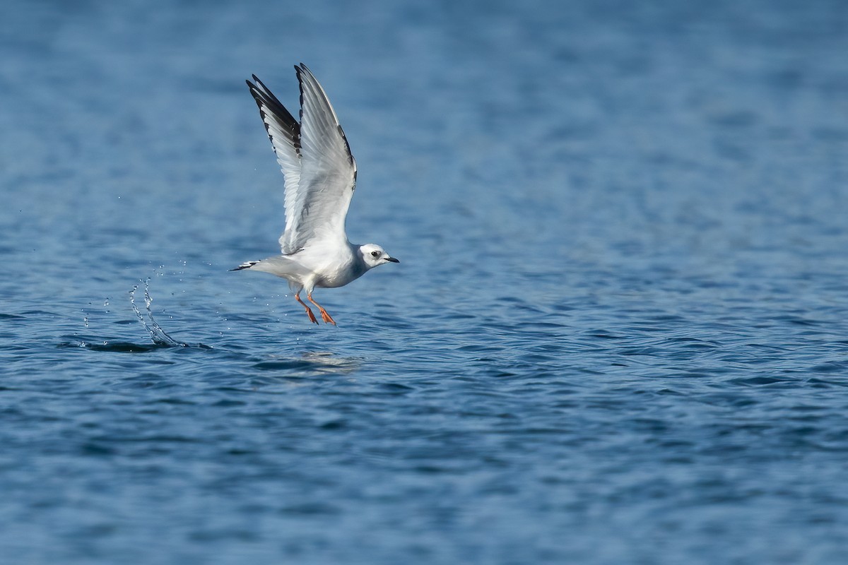 Ross's Gull - ML657186240