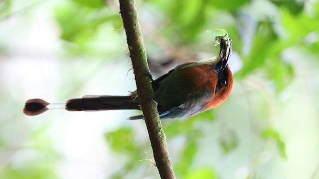 Broad-billed Motmot - ML657186967