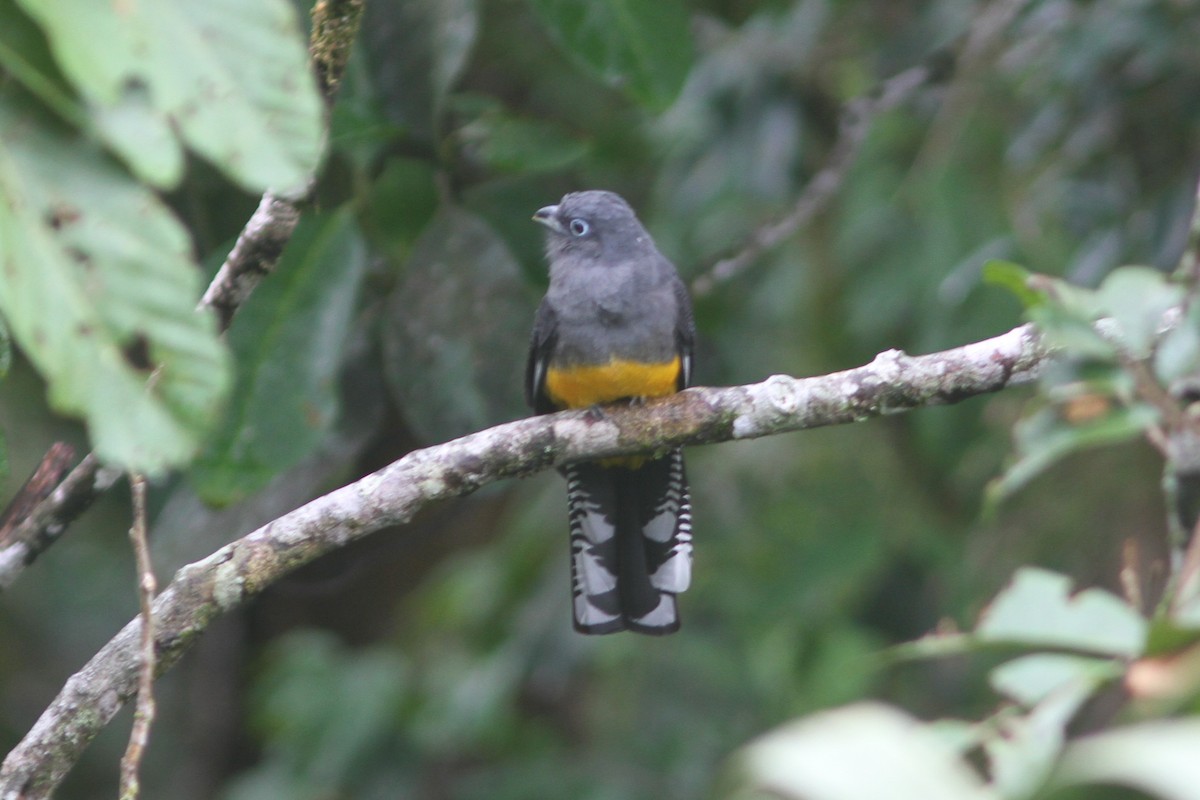 Green-backed Trogon - ML657187246