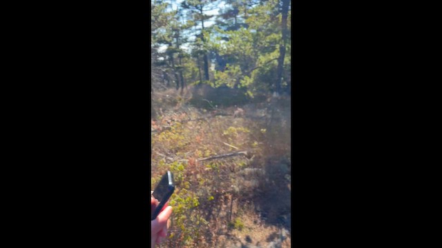 Spruce Grouse - ML657187480