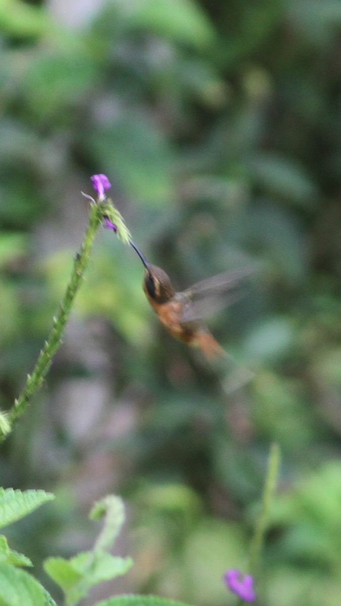Gray-chinned Hermit - ML657187505