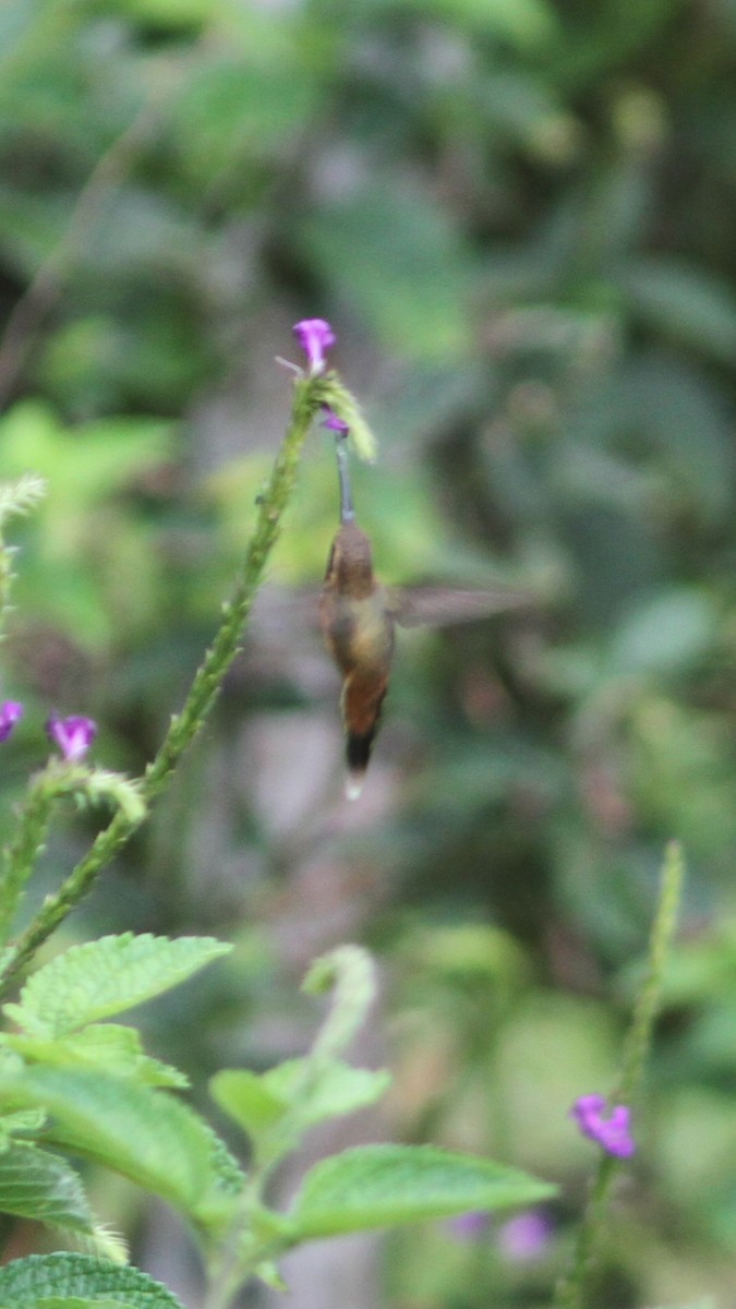 Gray-chinned Hermit - ML657187506